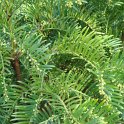 Cephalotaxus fortunei rameau